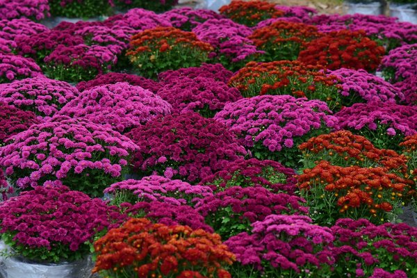 Guide Ultime pour Installer votre Cuisine Équipée Completement