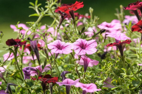 Découvrez les Variétés de Prêts Immobiliers : Guide Ultime pour Faire le Bon Choix